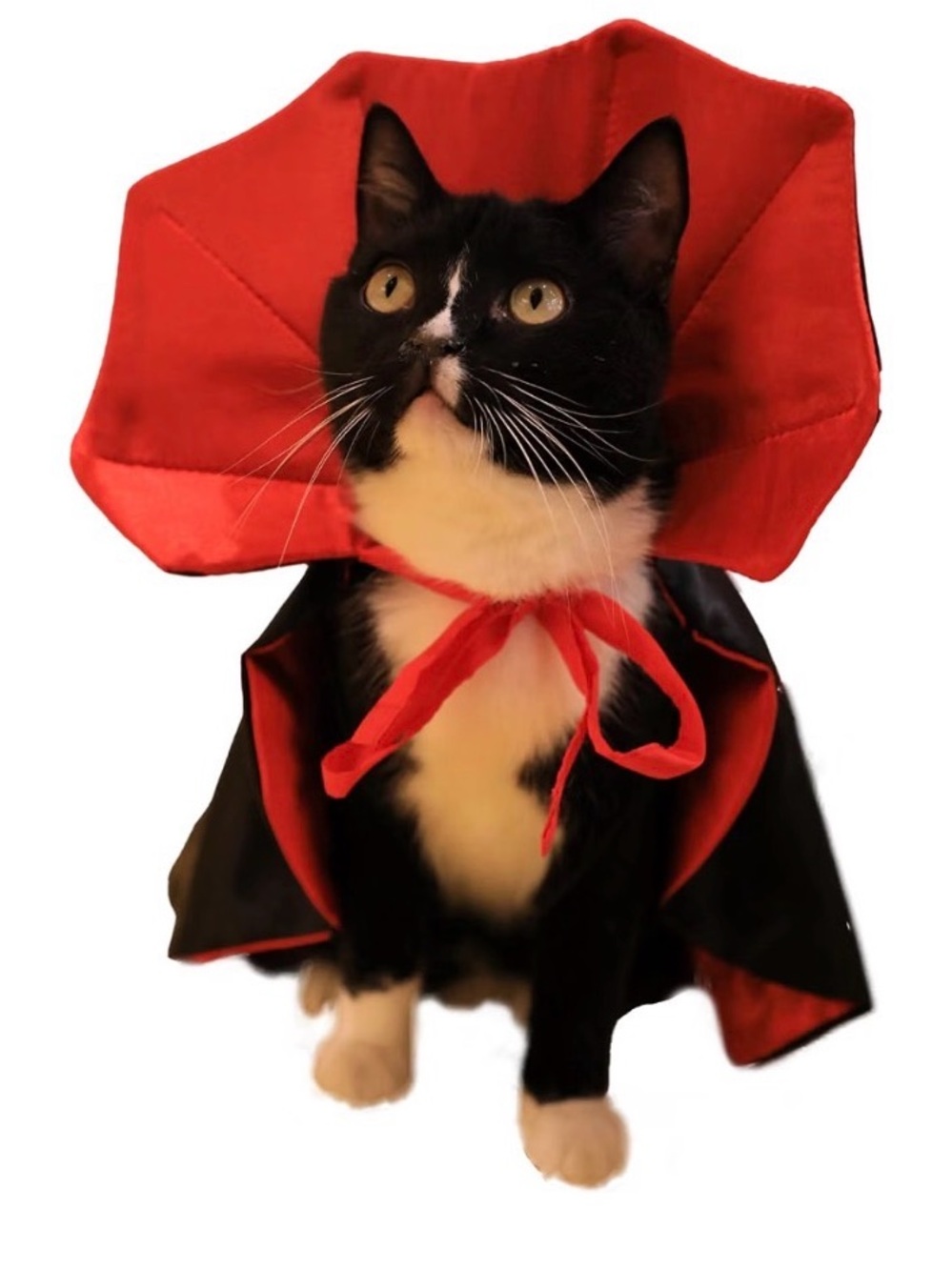 Red and Black Cat Cape and Hat Costume - Pets Cat